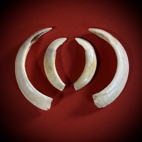 Клыки кабана