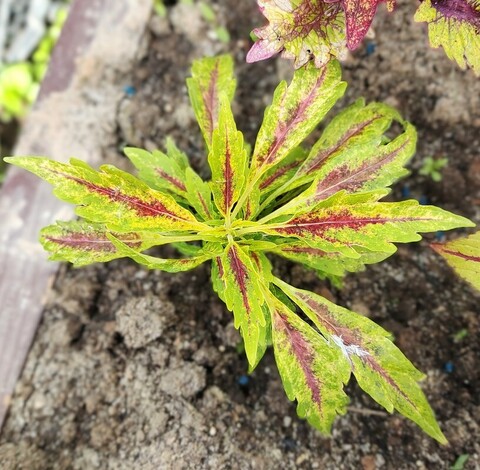 Big Bang ES колеус