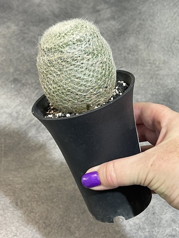 Маммиллярия Лента