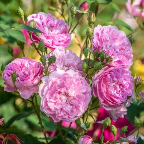 Харлоу Карр (Harlow Carr)