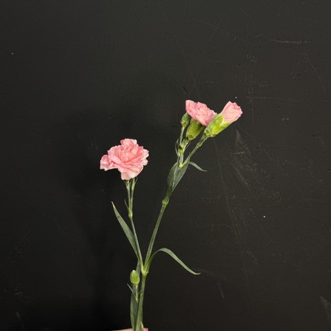 Гвоздика кустовая розовая 50 см / 1 шт