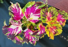 Таис UO колеус КСР