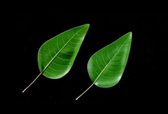 Силиконовый молд 