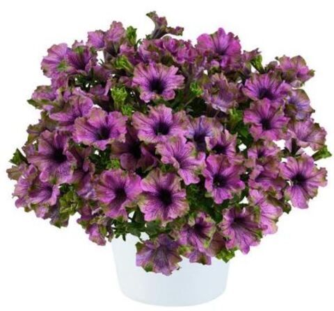 Петуния Amazonas Violet Parakeet