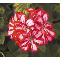 3123 Пеларгония плющелистная ATLANTIC RED STAR  (Весна 2026)