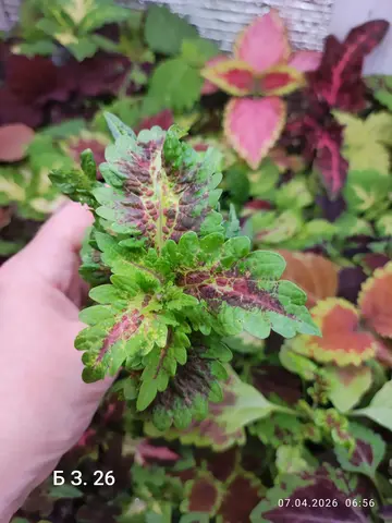 БЗ. 26 колеус