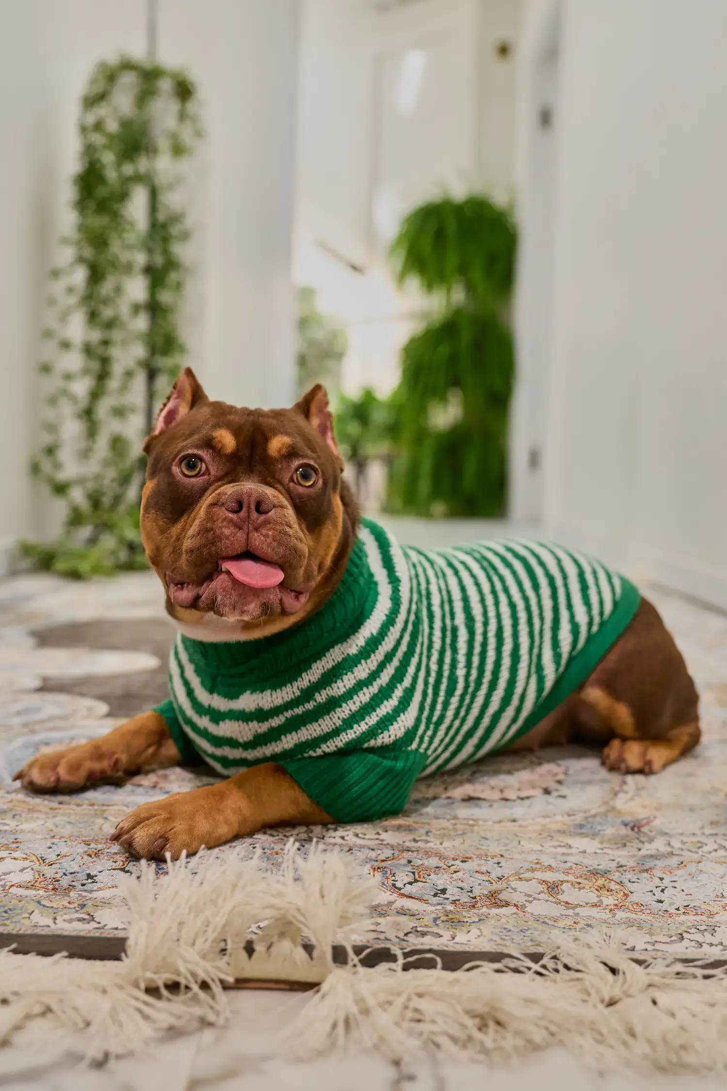 Кофточка для собачки «Зубастый 3иг–3иг»