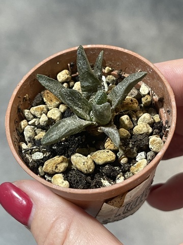 Ариокарпус Скафарострус Биггер