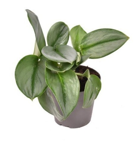 Сциндапсус 