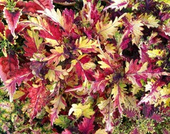 Buppa Тай колеус КСР