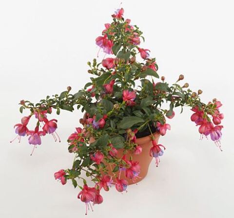 Фуксия Heidi Anne