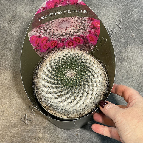 Маммиллярия Хахниана d15