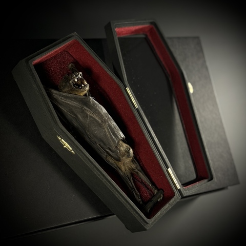 Летучая мышь в гробу