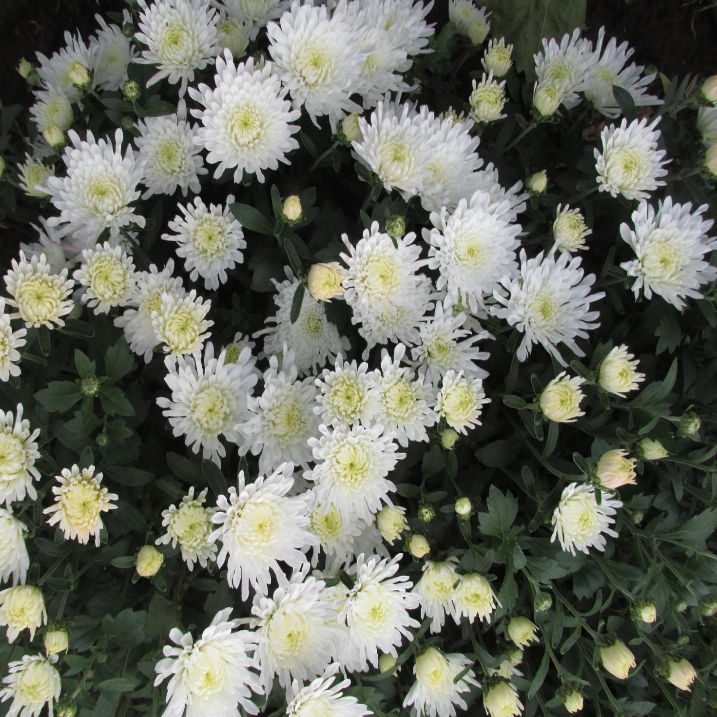 мульти хризантемы фото