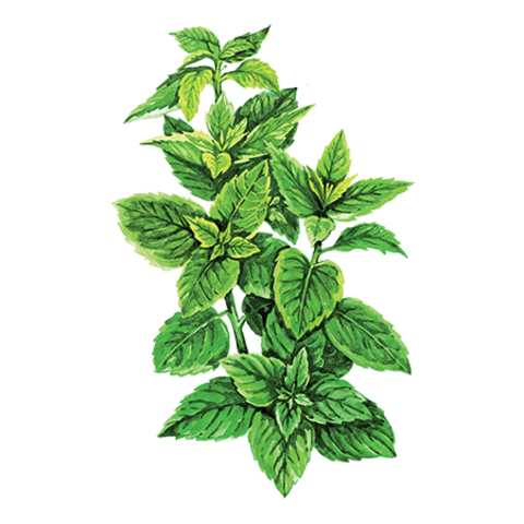 Сироп Мята ProffSyrup