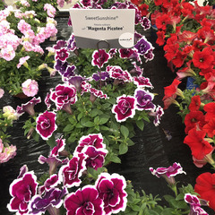 3258 Петуния SWEETSUNSHINE MAGENTA PICOTEE (ВЕСНА 2025)