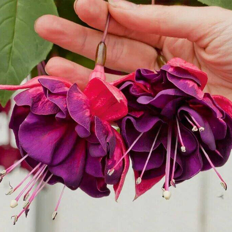 3586 Фуксия MARBELLER DOUBLE MAGENTA-PURPLE (ВЕСНА 2025)