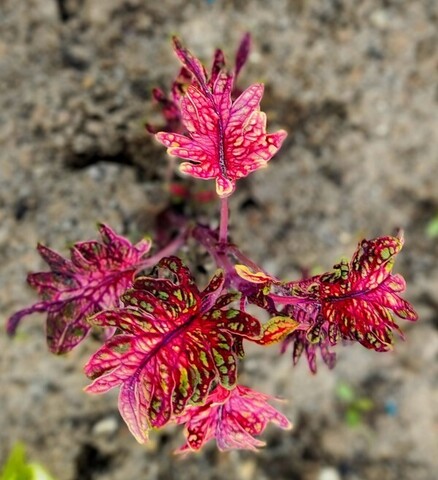 Avocado ES колеус