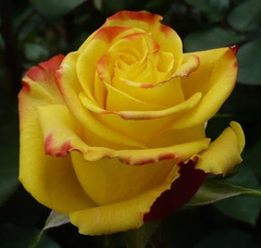 Роза чайно-гибридная Еллоу Меджик "Yellow Magic"