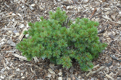 Сосна мелкоцветковая Хагоромо | Pinus parviflora Hagoromo 60 см