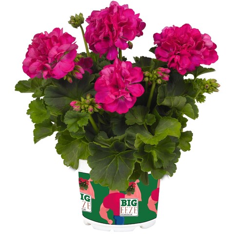 2828 Пеларгония зональная BIG EEZE FUCHSIA BLUE (ВЕСНА 2025)