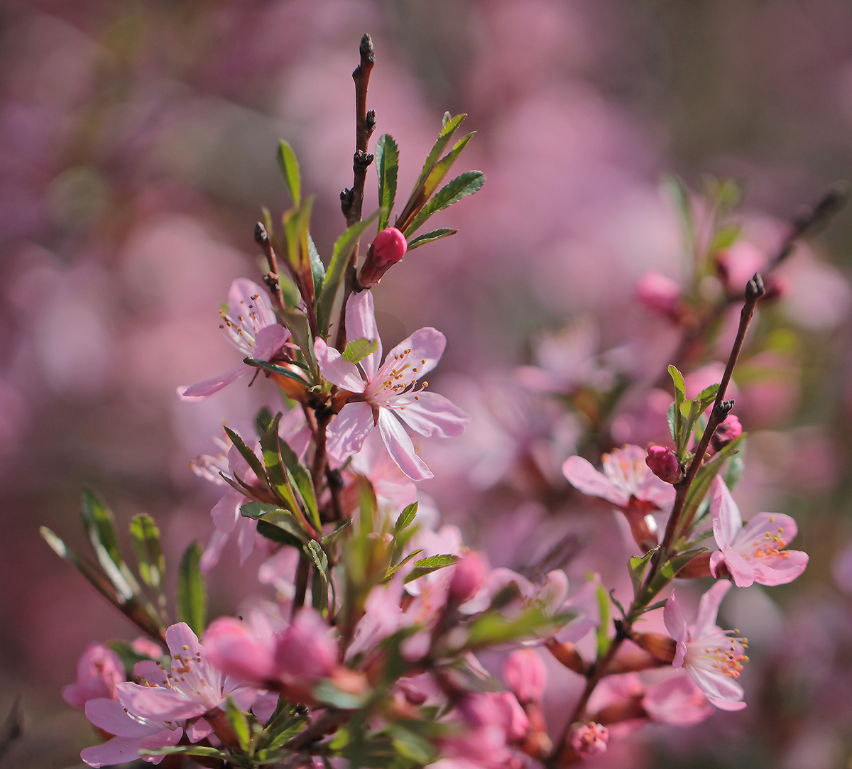 Миндаль степной Prunus tenella