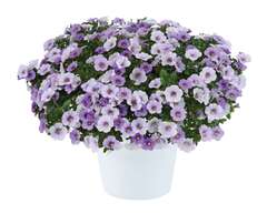 19120 Калибрахоа OMBRE Blue (Весна 2026)