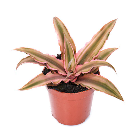 Криптантус