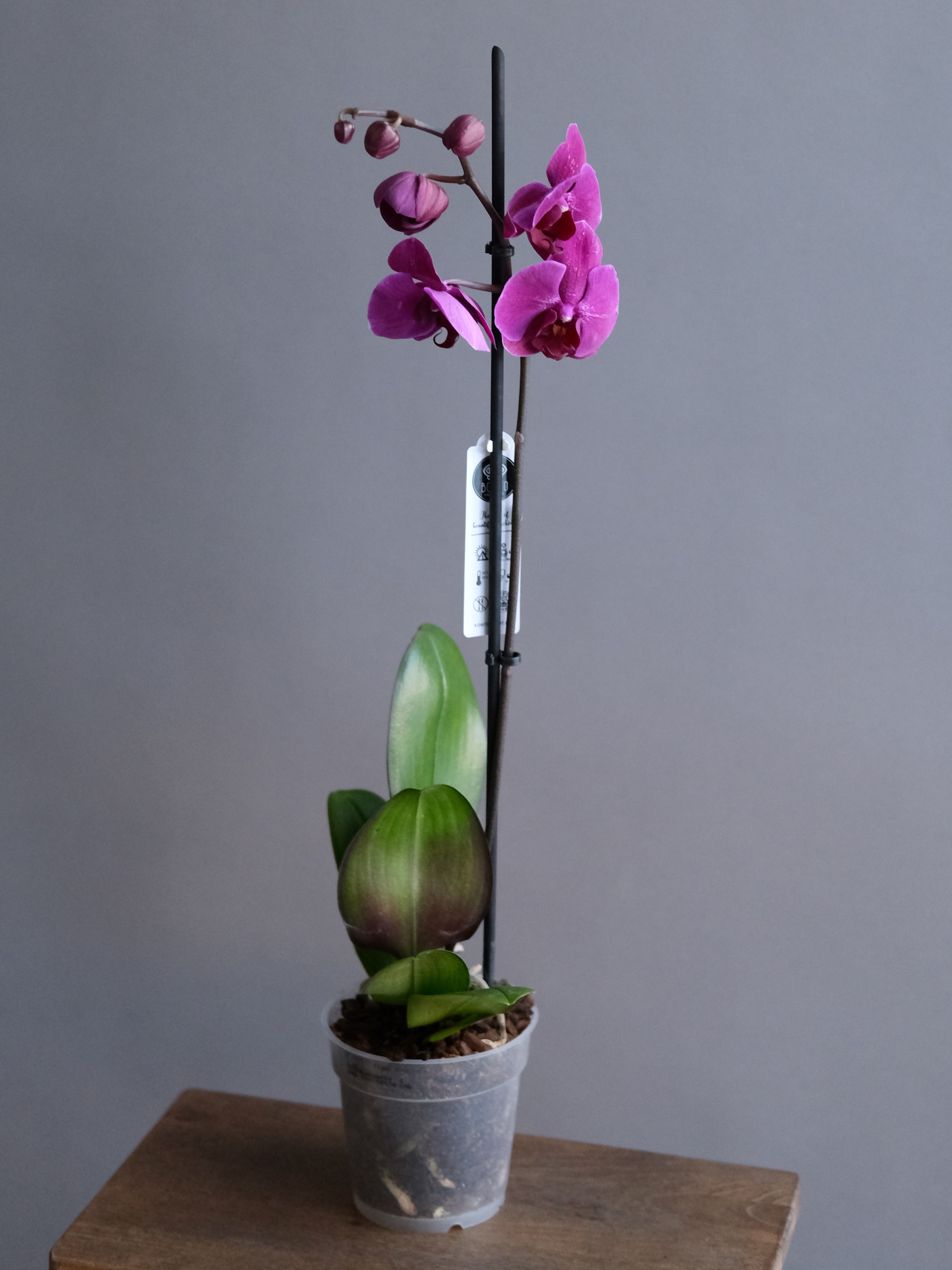 Фаленопсис фиолетовая 1 ст (D-12)