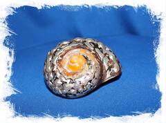 Турбо Сарматикус, 6-7см, 1шт