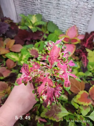 БЗ. 49 колеус