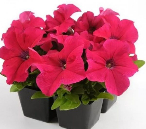 S6074 Петуния кустовая Grandiflora Ez Rider Rose 10шт.