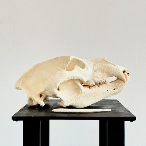 Череп медведя с бакулюмом