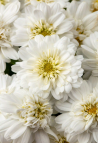3632 Агрирантемум BOOST WHITE (ВЕСНА 2025)