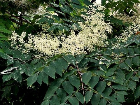 Аралия маньчжурская (высокая, Шип-дерево)