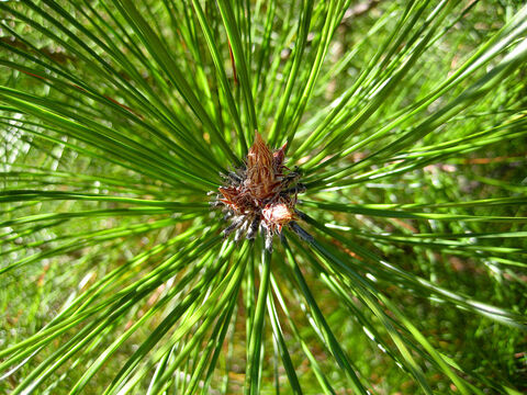 Семена Сосна густая Pinus densata