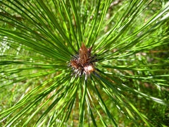 Семена Сосна густая Pinus densata