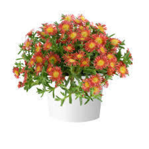 3784 Делосперма SANDGEM DARK ORANGE (ВЕСНА 2025)
