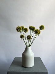 Скабиоза зеленая