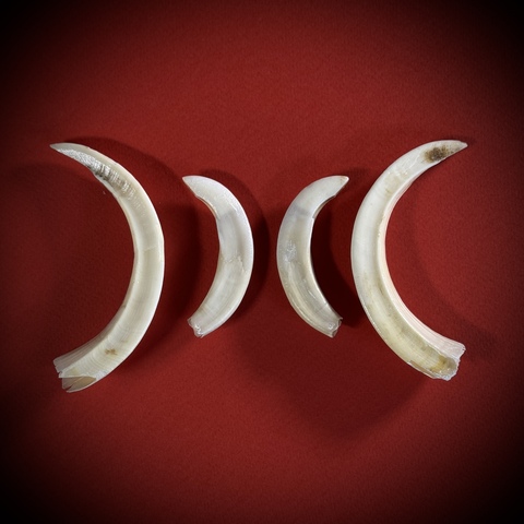 Клыки кабана