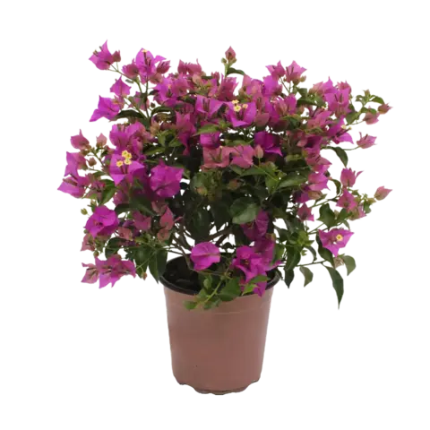 Бугенвиллия