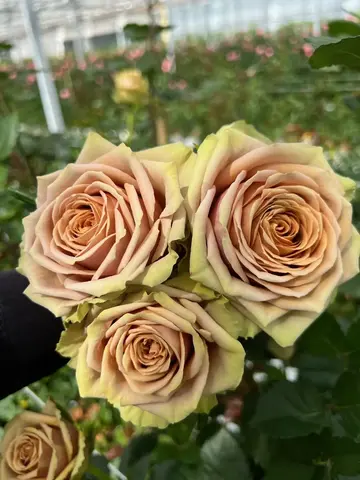 Тедди(Teddy’s)