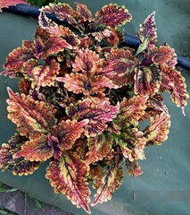 Чужой Грех TM колеус