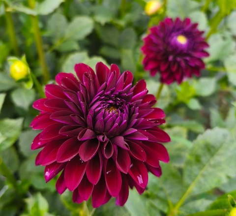 Георгин Блек Ларс ( Black lars)