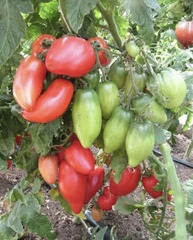 Семена Томат Гном Десперадо (Отчаянный), ОГ