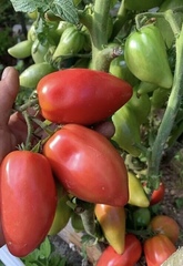 Семена Томат Гном Десперадо (Отчаянный), ОГ