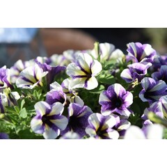 3234 Петуния PEPPY BLUEBERRY MUFFIN (ВЕСНА 2025)