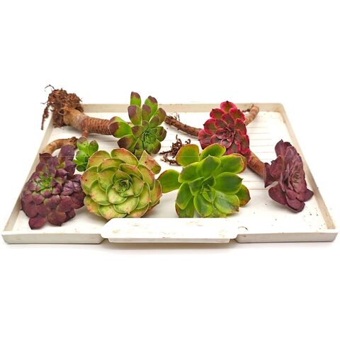 Черенки суккулентов, набор №2