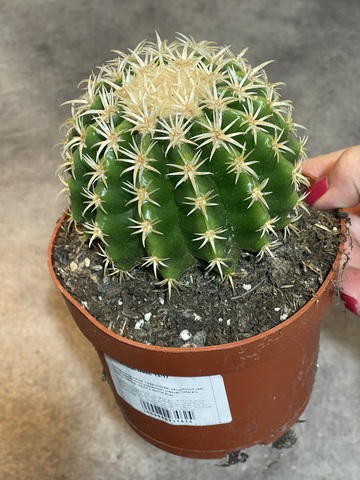 Эхинокактус Грузони Бревиспинус d13