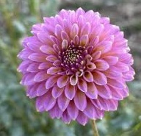 Георгин Skipley spot of gold